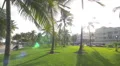 4K video with Miami Beach palm trees, Florida 4k or 4k+ Resolution