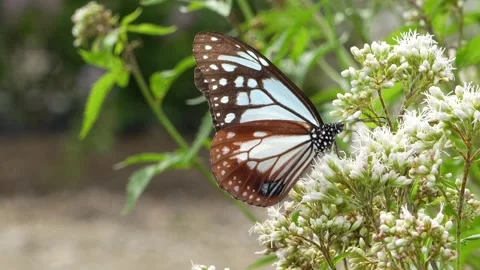 A 4K video of migratory butterflies Stock Footage 313018918