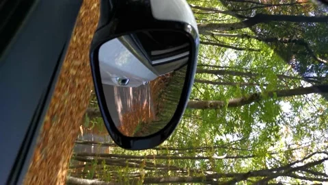 4K video mirror auto forest. Stock-Footage 169694644