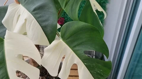 4K video of Monstera Half Moon Variegated in closed up view Vídeo Stock 234110417