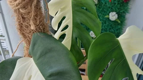 4K video of Monstera Half Moon Variegated in closed up view Stock Footage 234110431