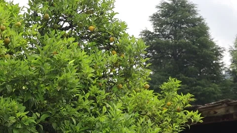 4k video of mosambi or sweet lime tree with multiple fruits on its branches. Video stock 209106907