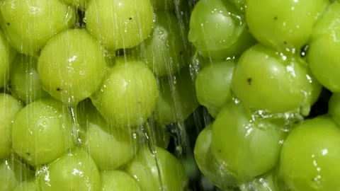 4K video of Muscat Grape taking a shower. Video stock 277860459