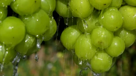 4K video of Muscat Grape taking a shower. Stock Footage 278302873