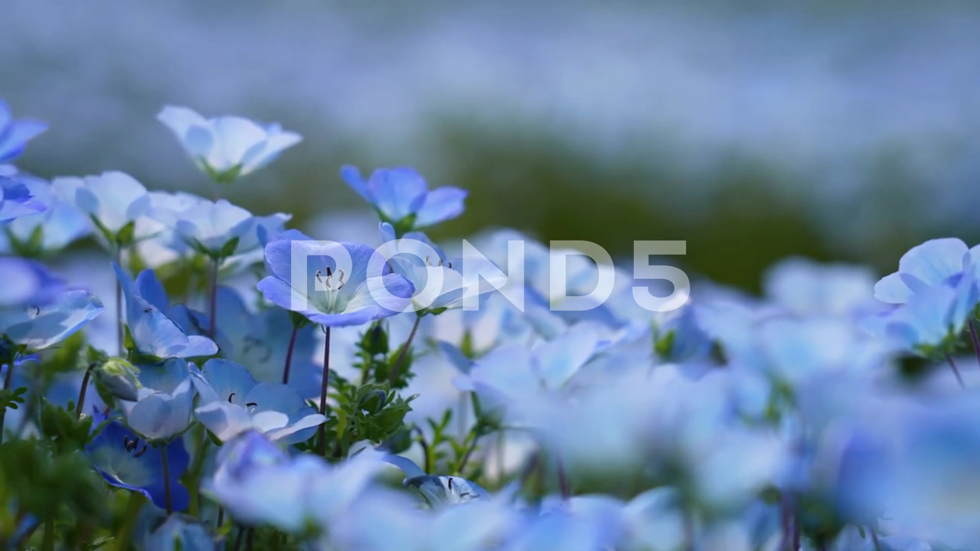Nemophila Stock Footage Royalty Free Stock Videos Pond5