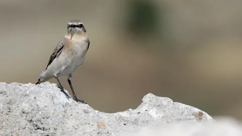 4K Video of the Northern wheatear or Oenanthe Oenanthe spring small bird Stock Footage 237282874