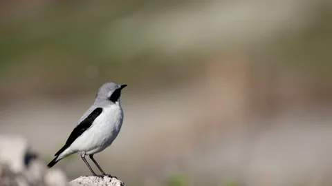 4K Video of the Northern wheatear or Oenanthe Oenanthe spring small bird Stock Footage 237282882