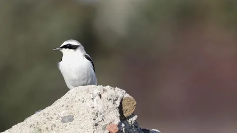 4K Video of the Northern wheatear or Oenanthe Oenanthe spring small bird Stock Footage 237282917