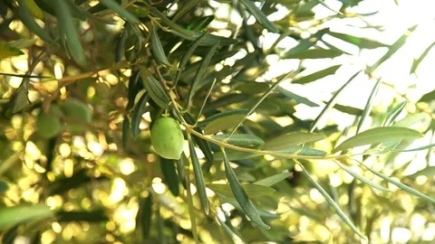 4K Video of Olives at a tree, windy day Video stock 73729399