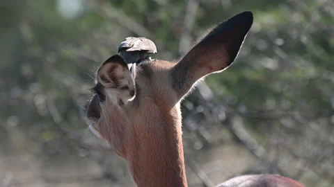 A 4K video An Oxpecker Picking ticks off of a Female Impala, cleaning its ears Stock Footage 202730706
