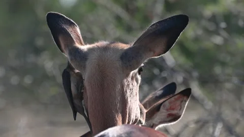 A 4K video An Oxpecker Picking ticks off of a Female Impala, cleaning its ears Stock Footage 202964986