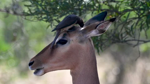 A 4K video An Oxpecker Picking ticks off of a Female Impala, cleaning its ears Stock Footage 202965401