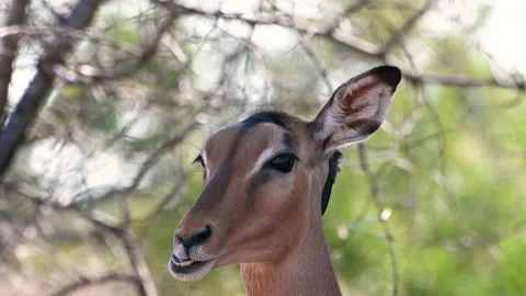 A 4K video An Oxpecker Picking ticks off of a Female Impala, cleaning its ears Stock Footage 202965964
