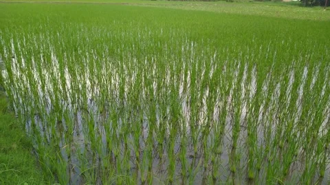 4K Video of Paddy plants in the fields. Video stock 246805765