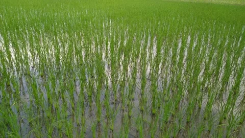 4K Video of Paddy plants in the fields. Stock Footage 246805771