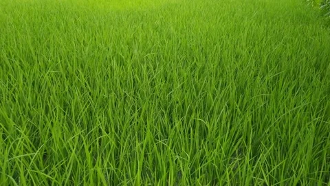 4K Video of paddy plants. Stock Footage 248241501