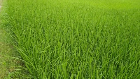 4K Video of paddy plants. Stock Footage 248241504
