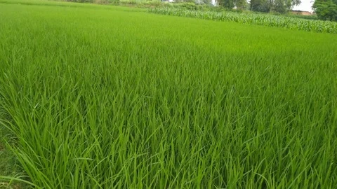 4K Video of paddy plants. Stock Footage 248241547