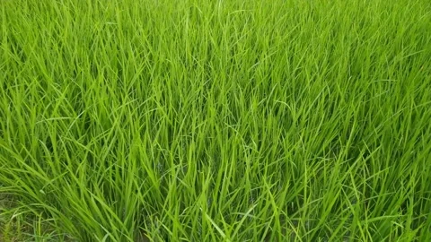 4K Video of paddy plants. Stock Footage 248241548
