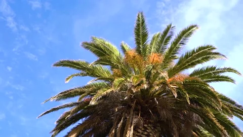 4k video. Palm tree against the blue sky Stock Footage 153977151