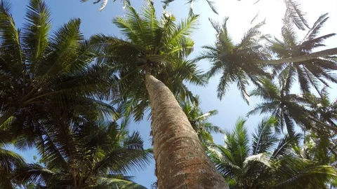4K video of a palm tree rotating view from underneath Stock-Footage 93200675
