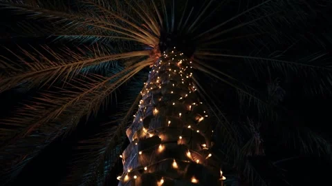 4K Video of Palm Tree Trunk Wrapped in String Lights at Night Stock Footage 332157903