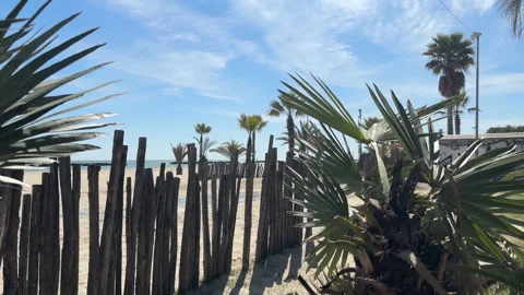 4k VIDEO OF PALM TREES MOVING WITH THE BREEZE ON THE BEACH Stock Footage 306323878