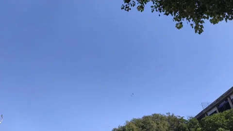 4K Video of piegons in the sky. Video stock 300368988