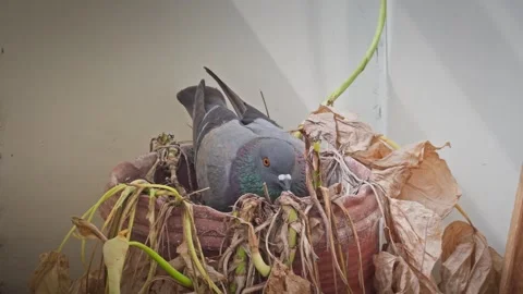4K video of a Pigeon and a chick in a nest Stock Footage 297765761