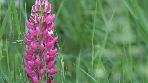 4k video of a pink flower close up in a green field and a very windy day Stock Footage 115067751