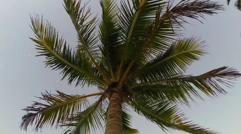 4K video of plane through palm tree at daybreak in Miami, Florida Stock Footage 61899463