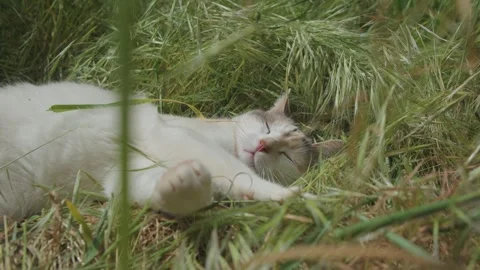 4K Video of Playful Cat Napping on Green Grass in the Garden 库存影片 281848809