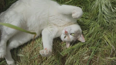 4K Video of Playful Cat Napping on Green Grass in the Garden 库存影片 281848835