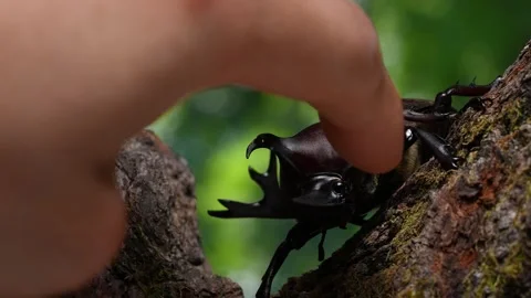 4K video of poking beetle. Stock Footage 267649650