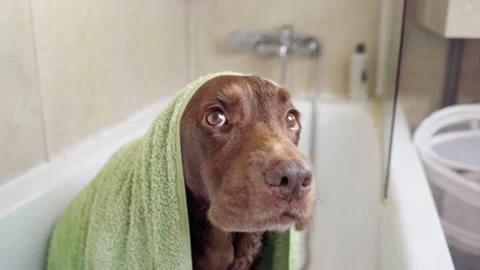4k video of a portrait of a labrador retriever dog at bath time. 動画素材 232503545