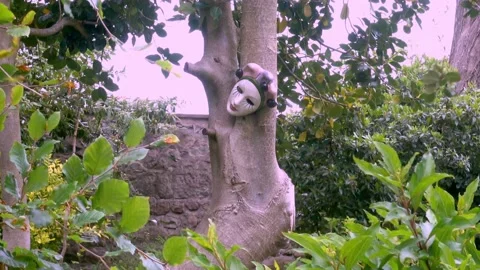 4k Video of pottery face mask on a tree in a garden UK Stock Footage 132019457