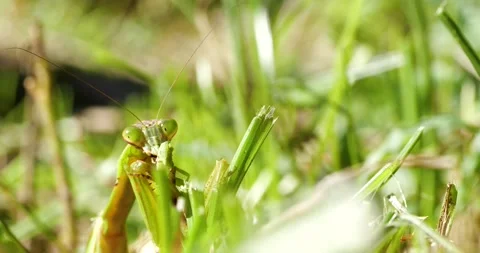 4K video of praying mantis eating. Stock Footage 234471472