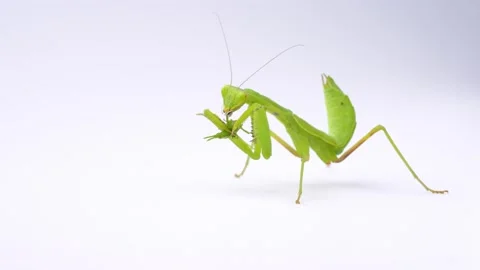 4K video of praying mantis eating grasshopper on white background. Stock Footage 239648726