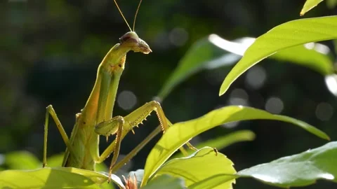 4K video of praying mantis on leaf. 스톡 동영상 308626902