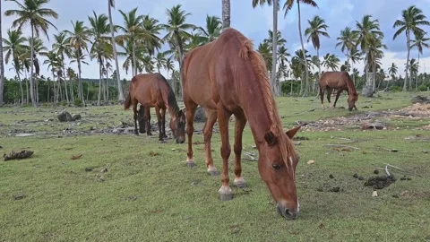 4K video present horse eats in exotic naturegrass Stock Footage 170584982