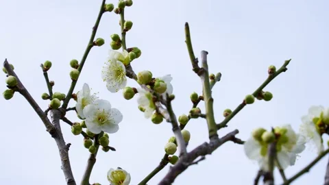 4K video of a quick panning shot of white plum blossoms Stock Footage 220691252