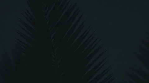 4K video of rain falling at night, illuminated by backlight. Raindrops visible Stock Footage 317950684