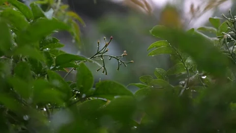 4K video of a Rain Storm with lightning and thunder audible Stock Footage 260504465