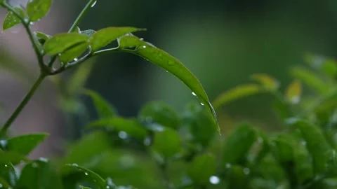 4K video of a Rain Storm with lightning and thunder audible Stock Footage 260504467