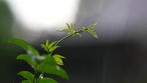 4K video of a Rain Storm with lightning and thunder audible Stock Footage 260504705