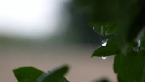 4K video of a Rain Storm with lightning and thunder audible Stock Footage 260504707