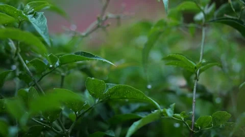 4K video of a Rain Storm with lightning and thunder audible Stock Footage 260504708