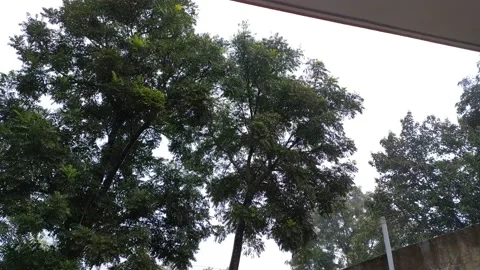 4K video of rain water in tree. Video stock 138316177