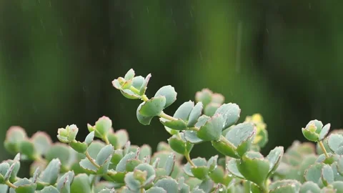 4K video of rain wetting leaves in the garden Stock Footage 276673971