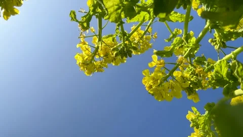 4K video of rape blossoms in blue sky. Stock Footage 297373904